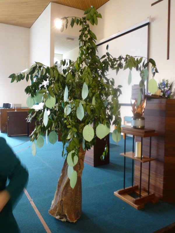 photo of olive tree with leaf actions