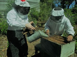 people working with a beehive