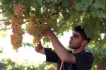 man picking grapes