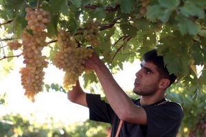 man picking grapes