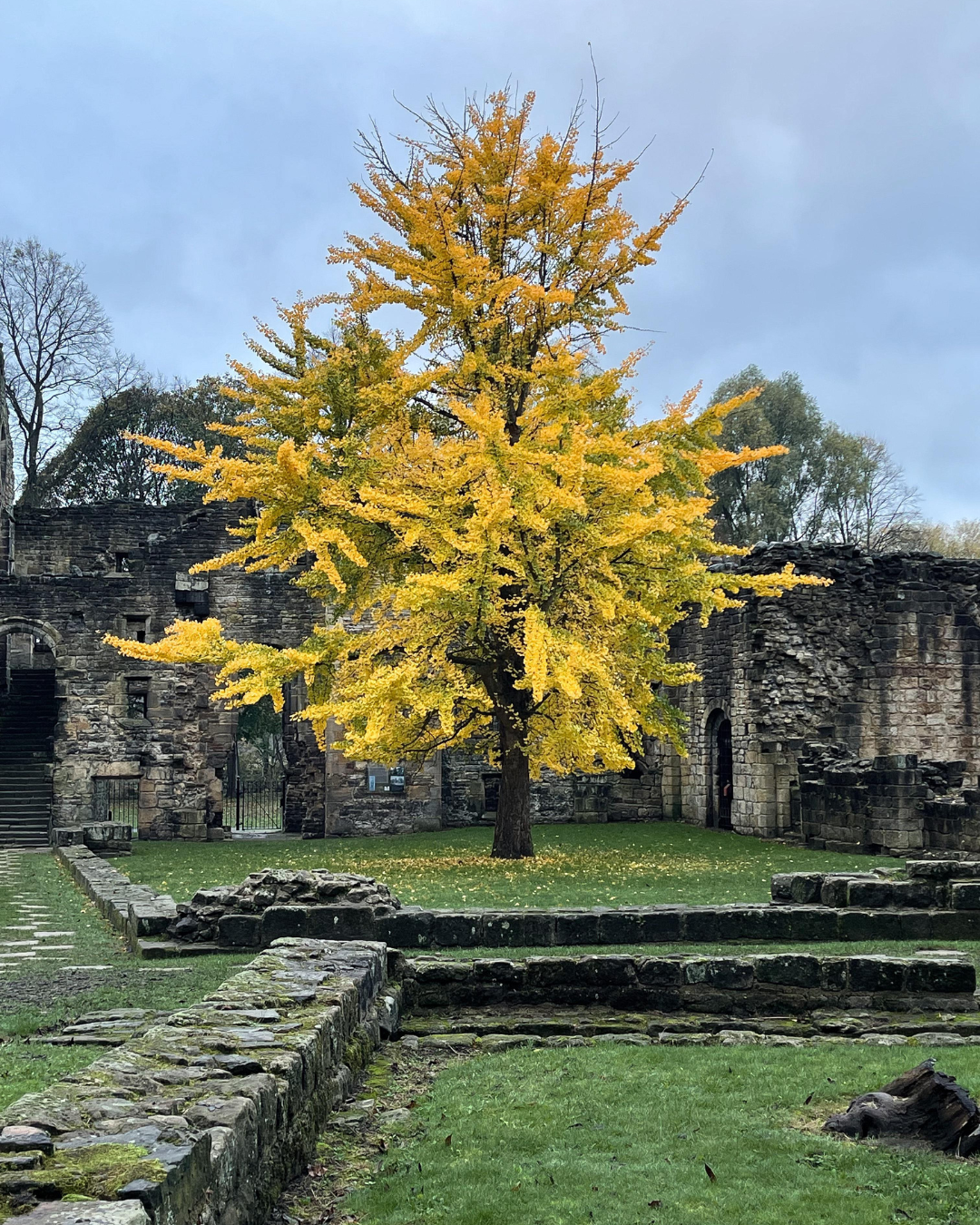 Ginkgo Tree