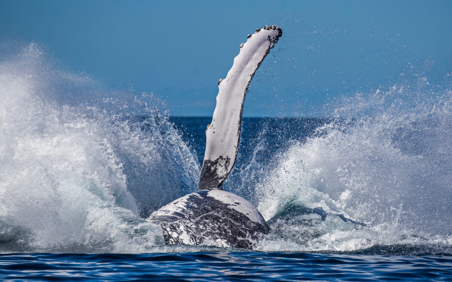 Humpback Whale, Great Barrier Reef